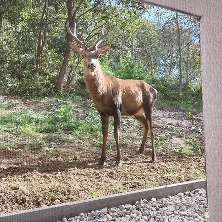 Apartment Suterenovy Stary Smokovec